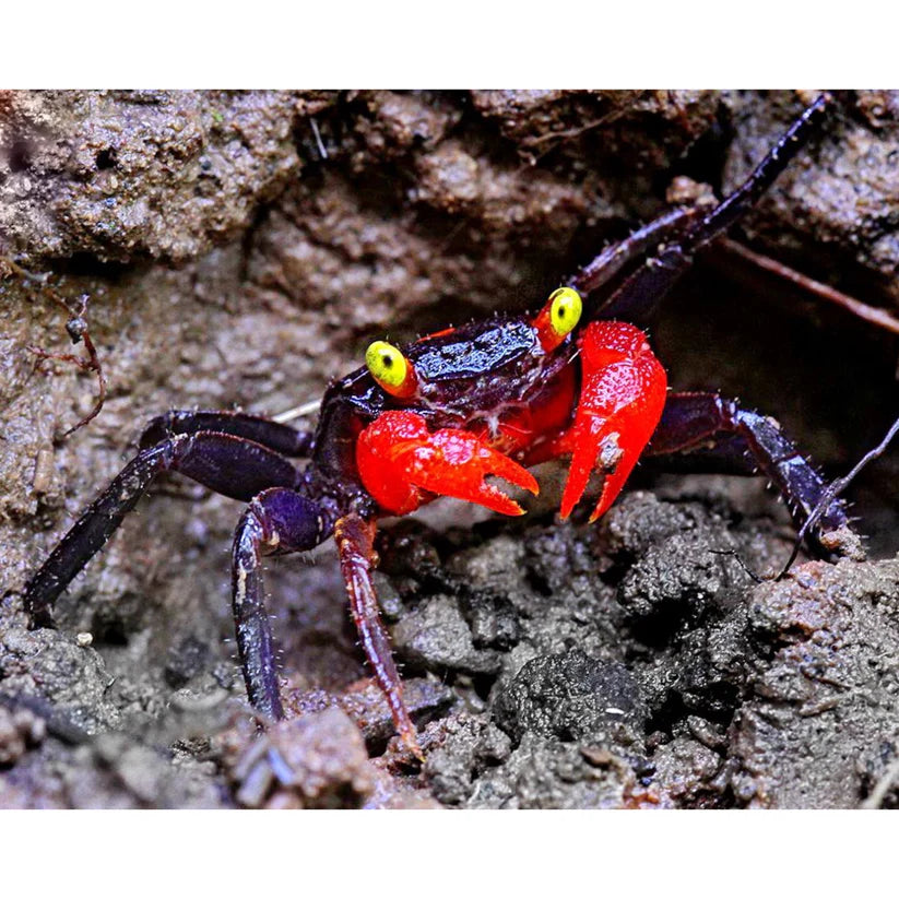 Geosesarma: i Granchi Colorati per il Tuo Terrario Tropicale | Animal Instinct