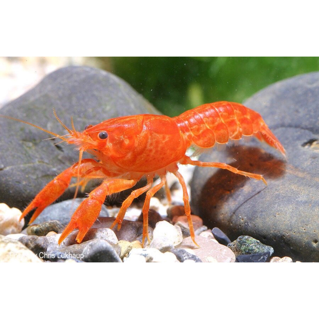 Cambarellus patzcuarensis CPO | Gambero Nano Arancione - Animal Instinct