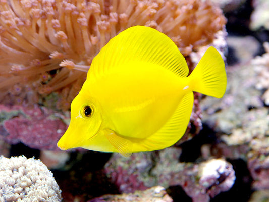Zebrasoma flavescens (Yellow Tang): storia, scheda tecnica e perché oggi è più raro