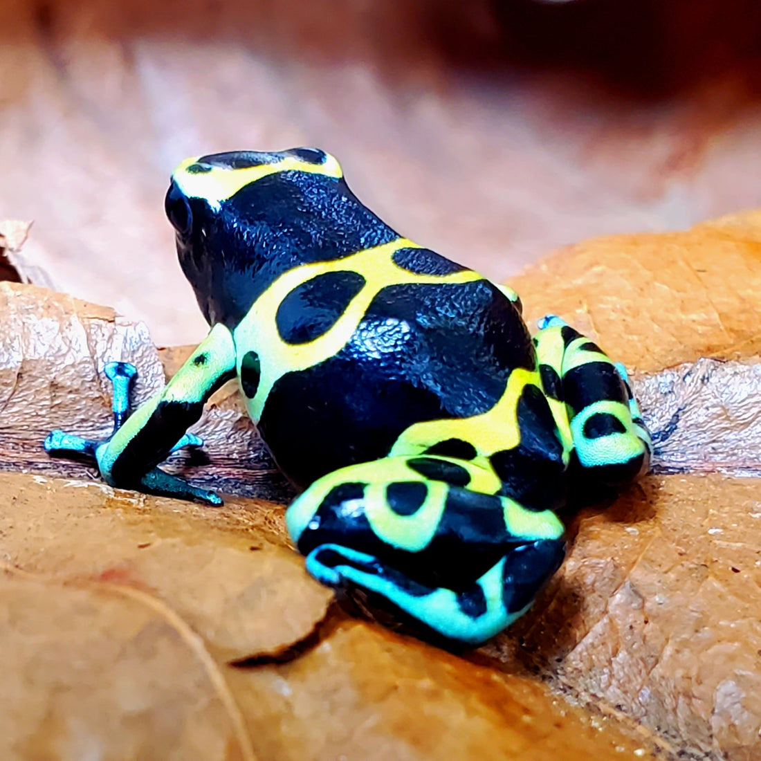 Come Far Riprodurre le Dendrobates: Guida Completa Passo Passo | Animal Instinct Roma