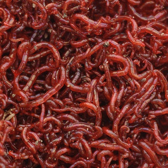 Chironomus, Artemia e Daphnia: alimentazione viva per il tuo acquario – Animal Instinct Roma