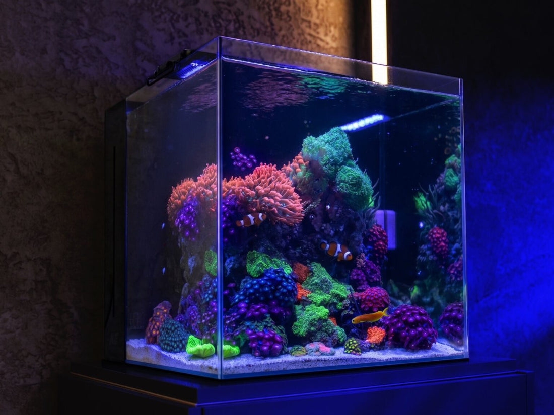 Aquaforest AF Nano Tank: il kit completo per iniziare un acquario marino