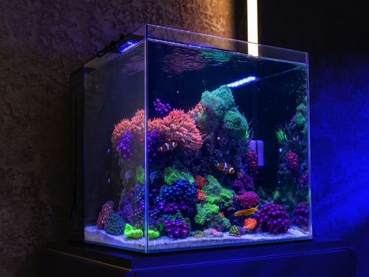 Aquaforest AF Nano Tank: il kit completo per iniziare un acquario marino