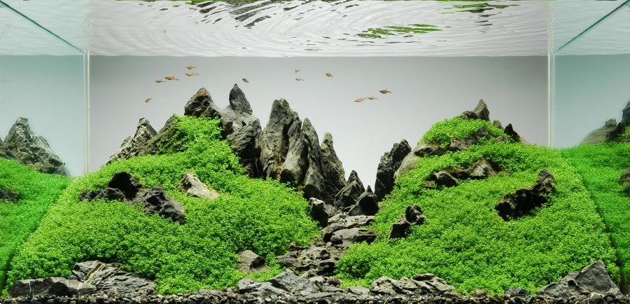 Acquascaping in Acquario d'Acqua Dolce: Guida Completa per Principianti