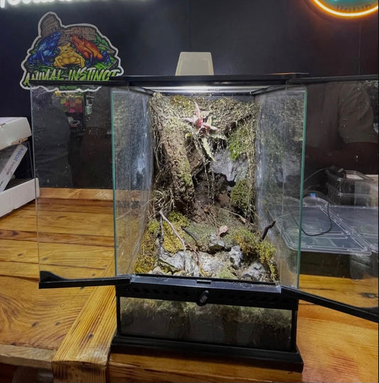 Guida alla cura del terrario con rane