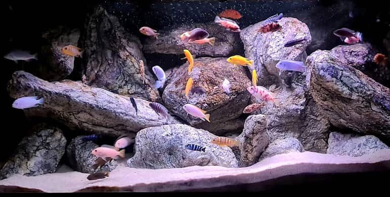 Come Allestire una Vasca Perfetta per Ciclidi Africani: Guida Pratica per Acquariofili