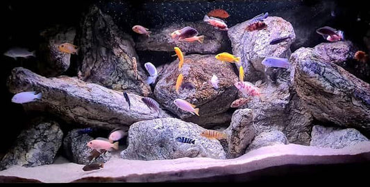 Come Allestire una Vasca Perfetta per Ciclidi Africani: Guida Pratica per Acquariofili