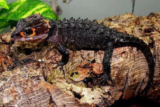 Tribolonotus gracilis: Cura Completa e Guida Terrario | Animal Instinct 