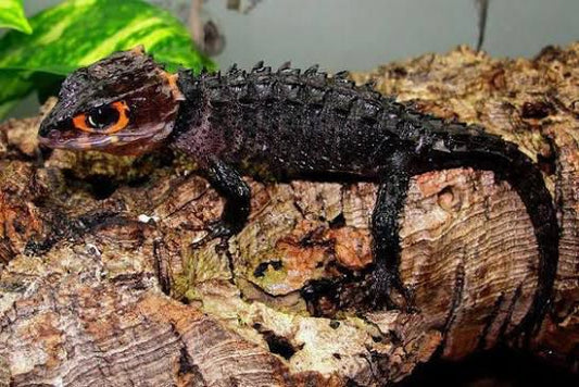 Tribolonotus gracilis: Cura Completa e Guida Terrario | Animal Instinct 