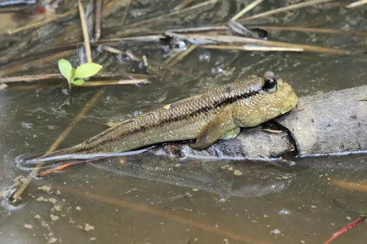 Periophthalmus papilio: il pesce che cammina sul fango