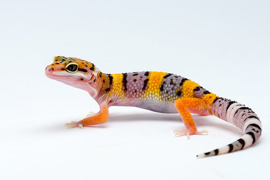 Geco Leopardino: Guida Completa per Iniziare | Animal Instinct Roma