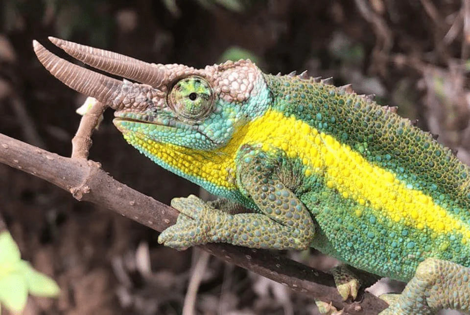 Guida Completa al Trioceros jacksonii xantholophus: Cura, Terrario e Alimentazione