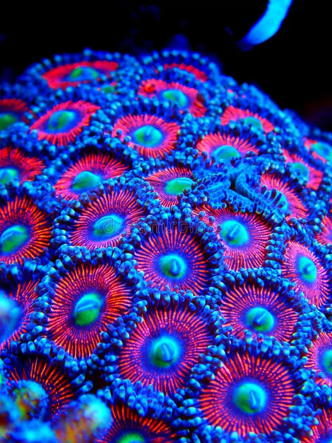 Coralli molli: guida completa per cura, parametri e setup per principianti | Animal instinct Roma