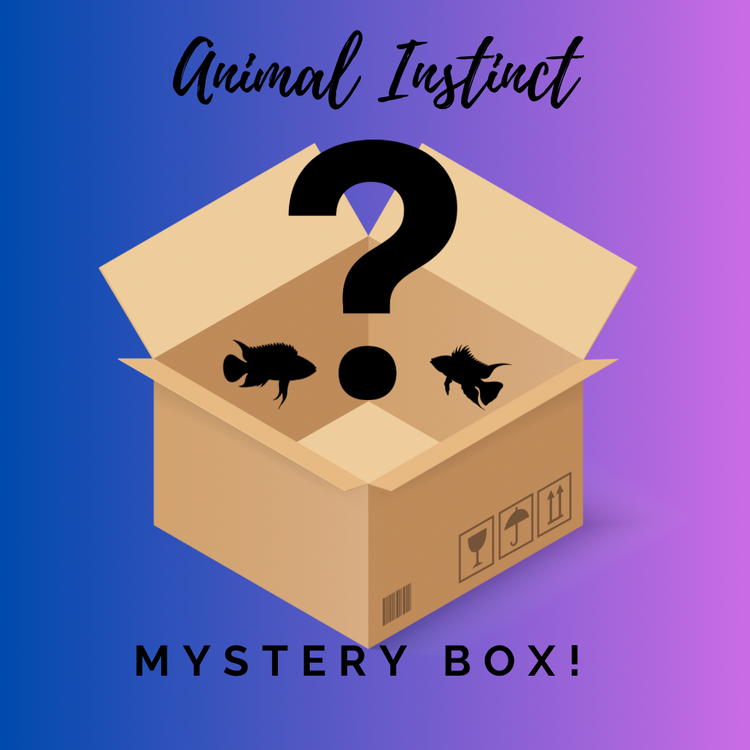 Mystery Box