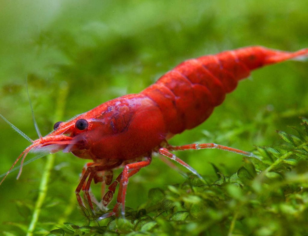 Caridine, invertebrati e molluschi