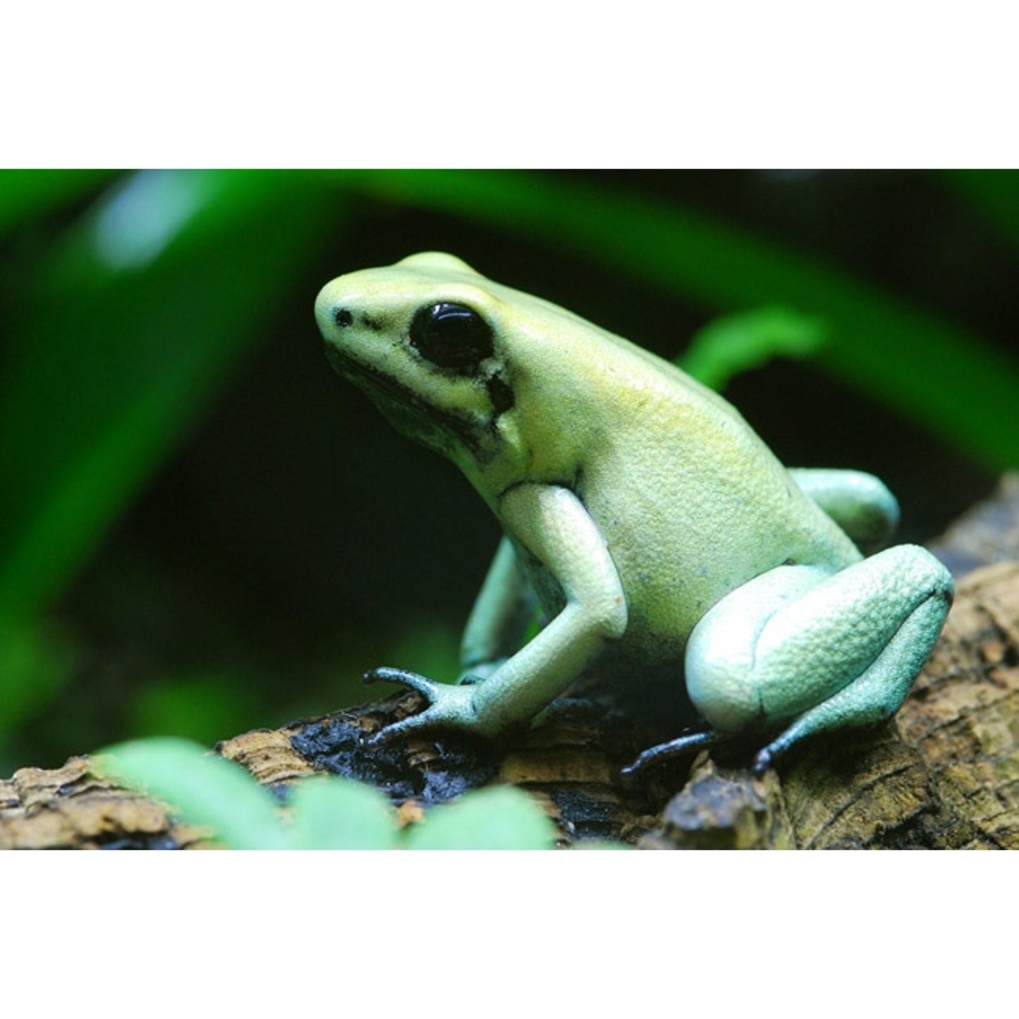 Phyllobates terribilis mint