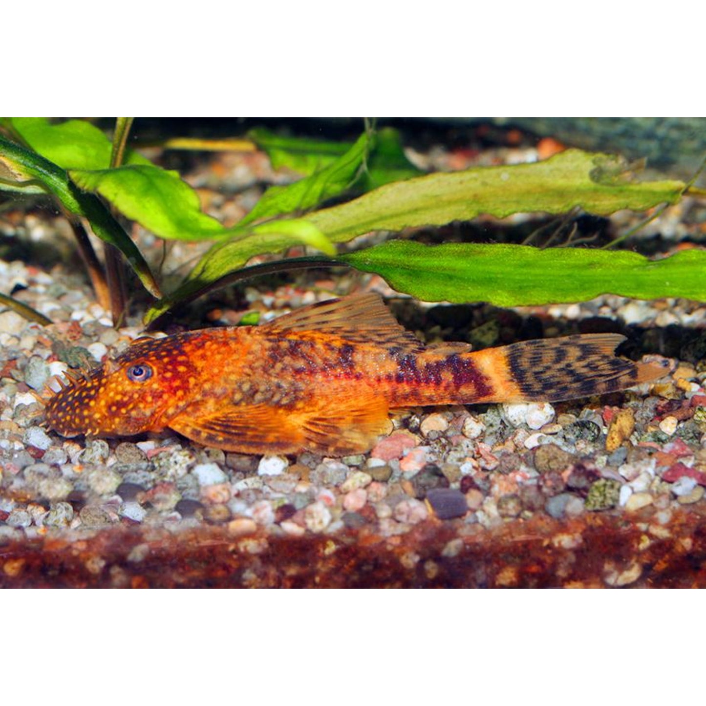 Ancistrus sp. Red + black