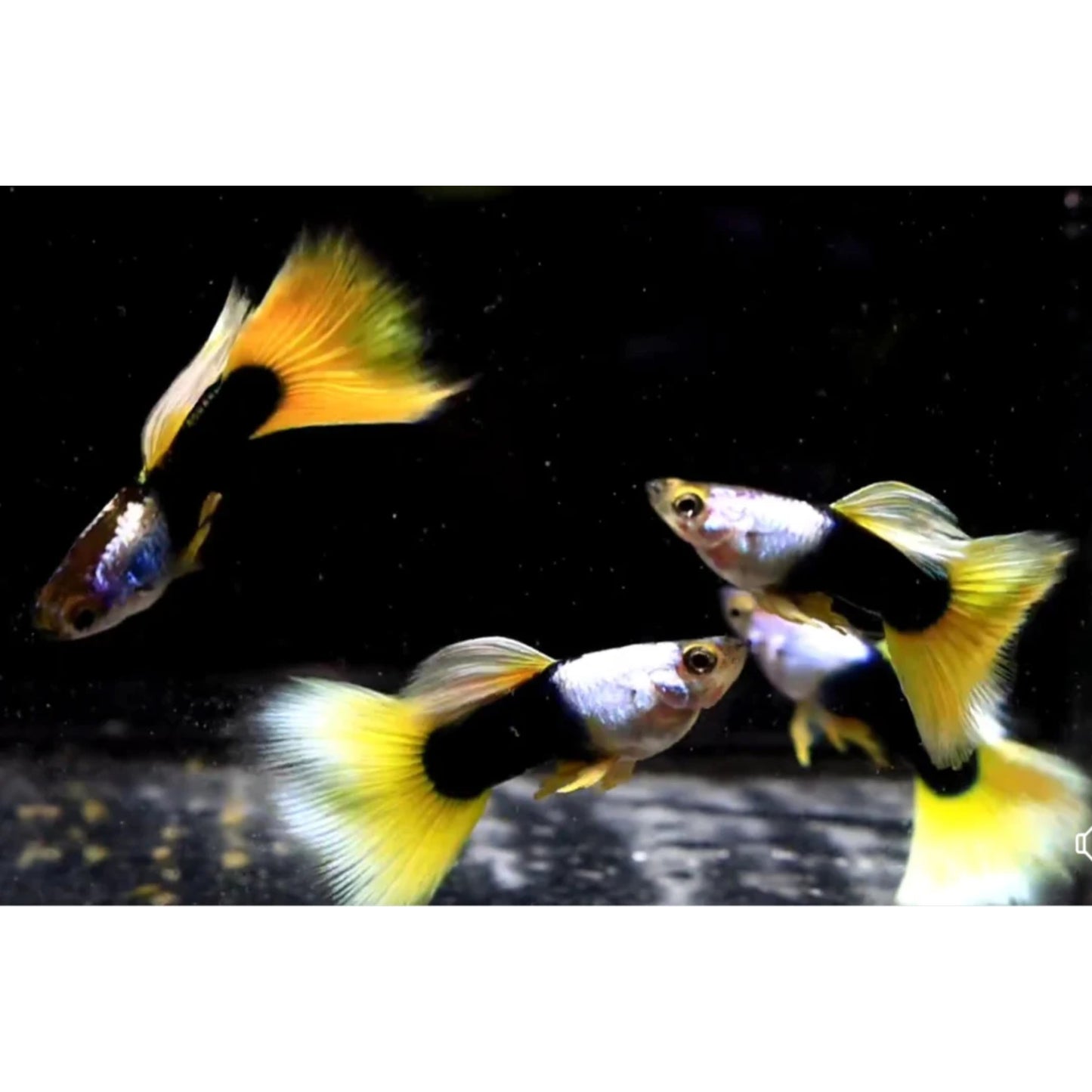 Poecilia reticulata (Guppy) maschio “tuxedo Yellow”