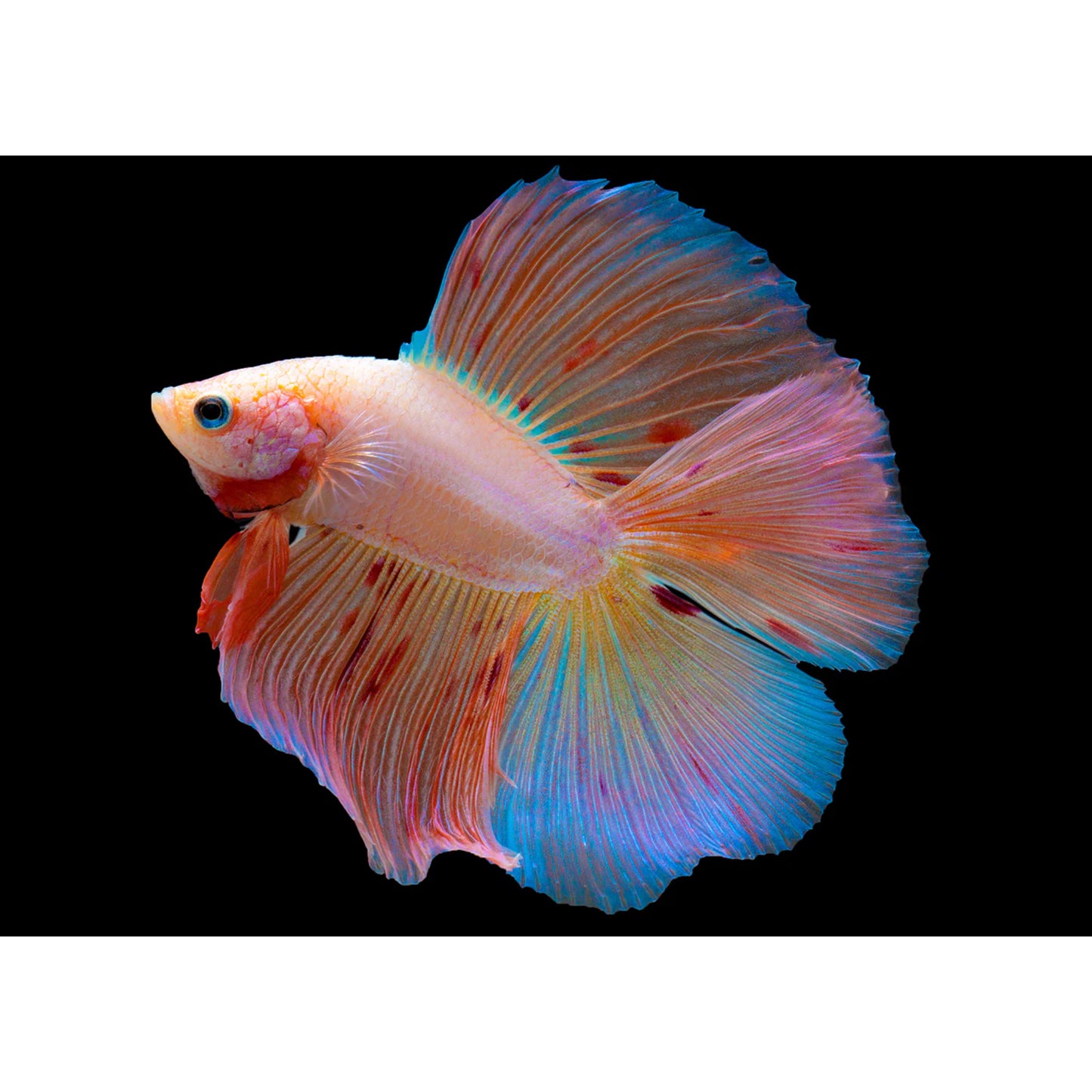 Betta splendens double tail mix