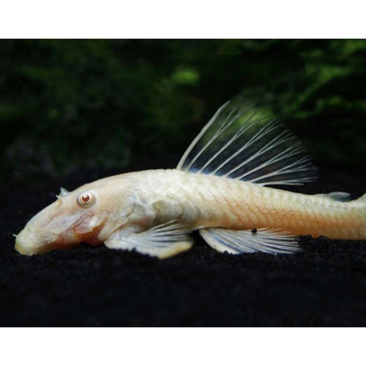 Ancistrus albino