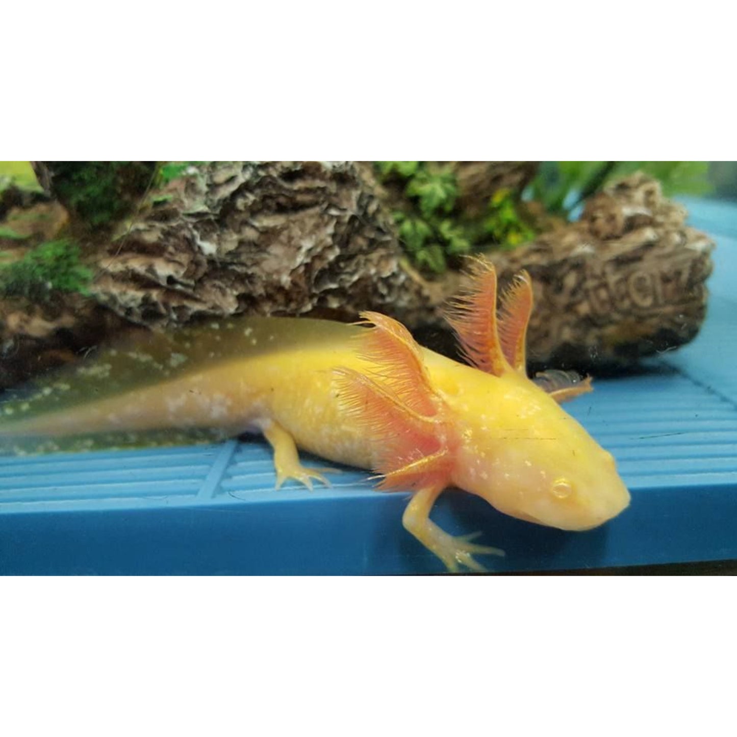 Ambystoma mexicanum Axolotl gold