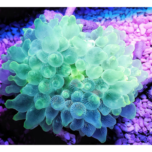 Entacmea quadricolor neon green