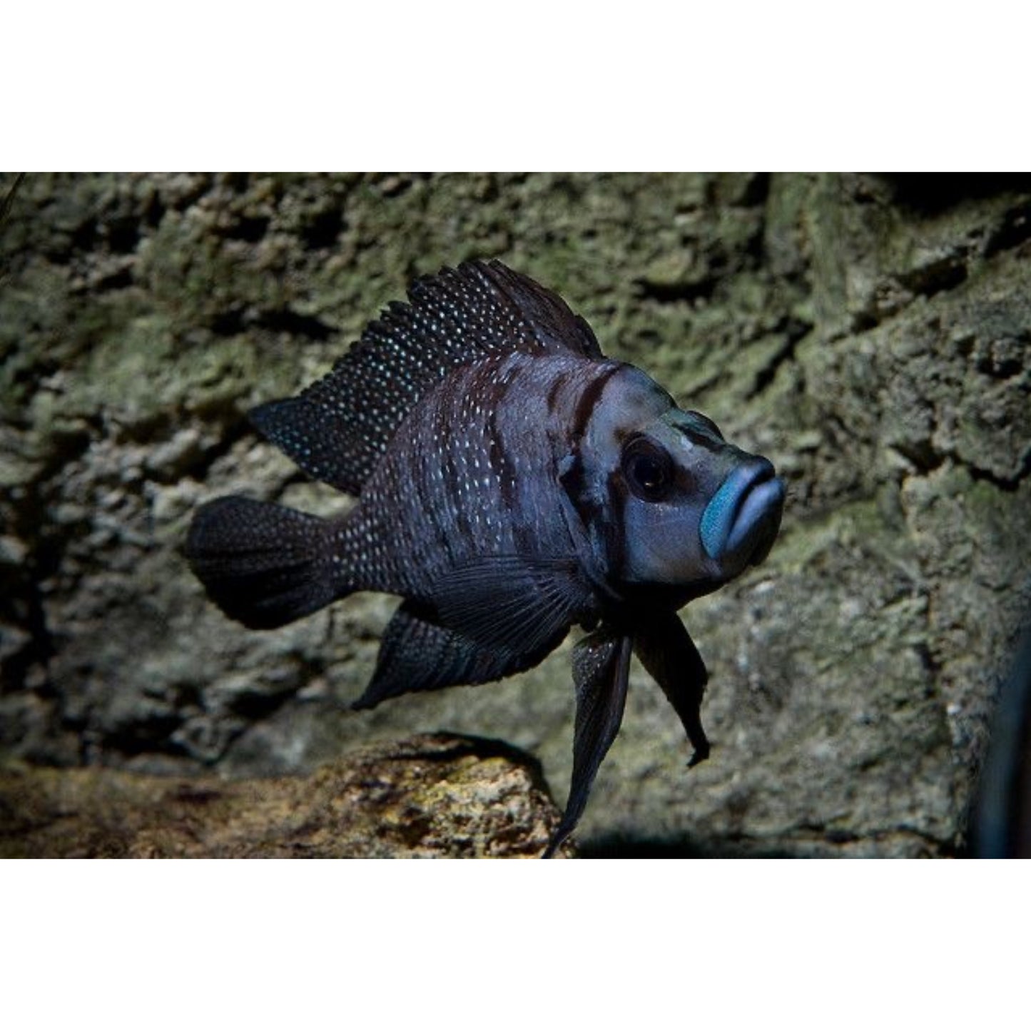 Altolamprologus Calvus Black Pearl