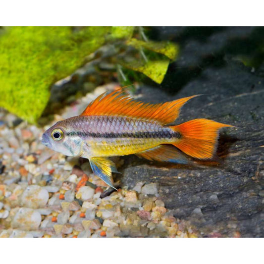 Apistogramma cacatuoides orange