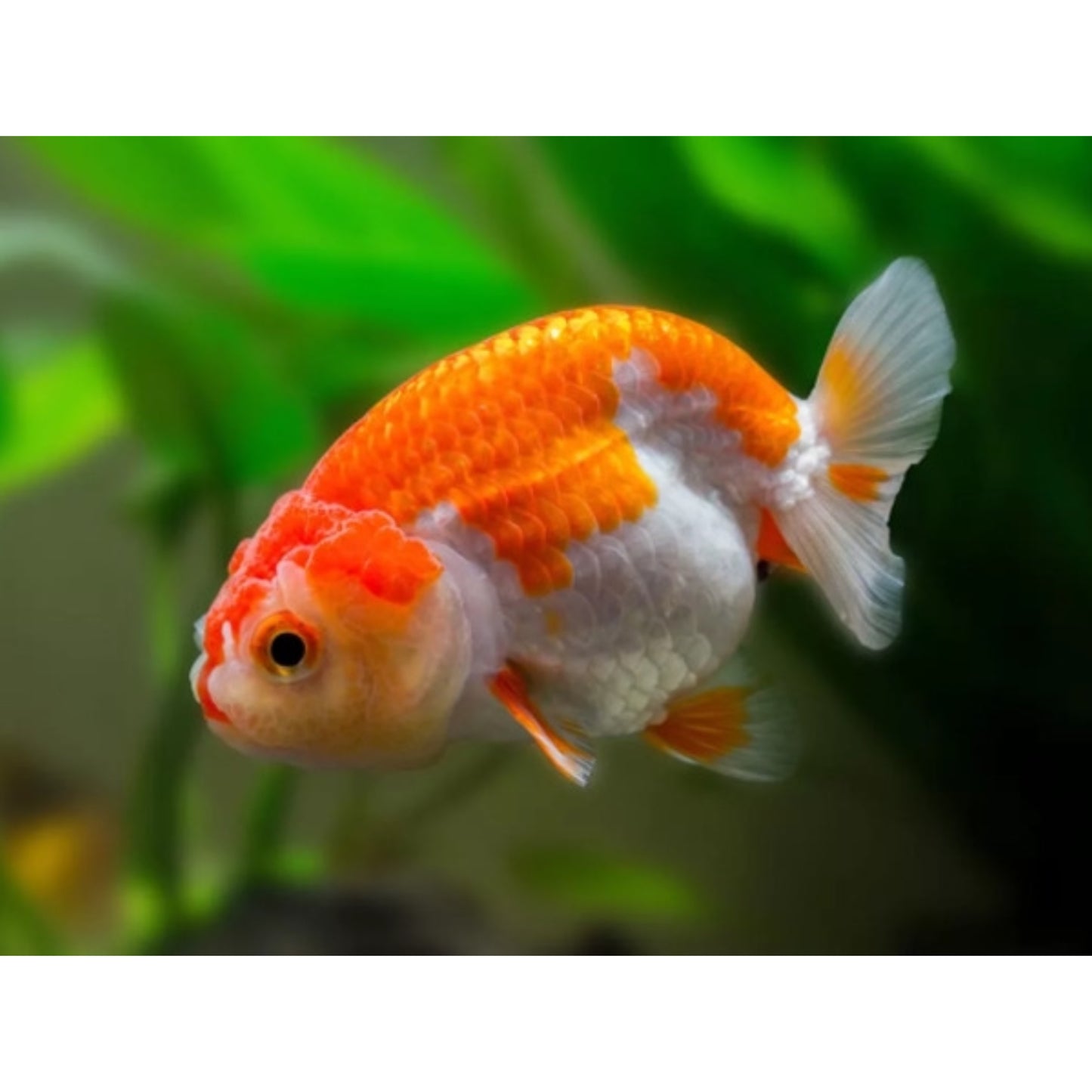 Carassius auratus ranchu mix