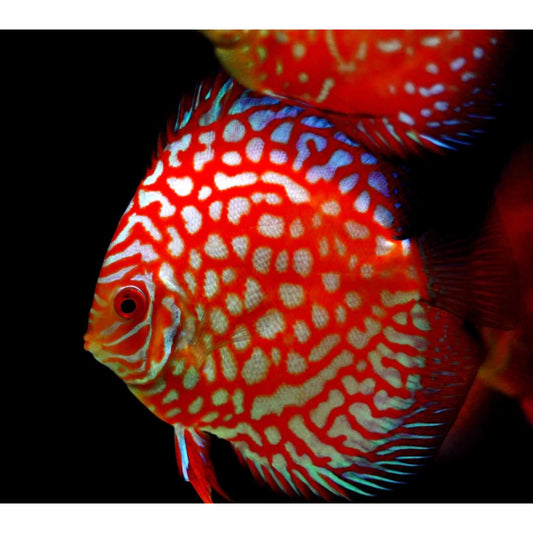 Symphysodon Discus Pigeon Blood