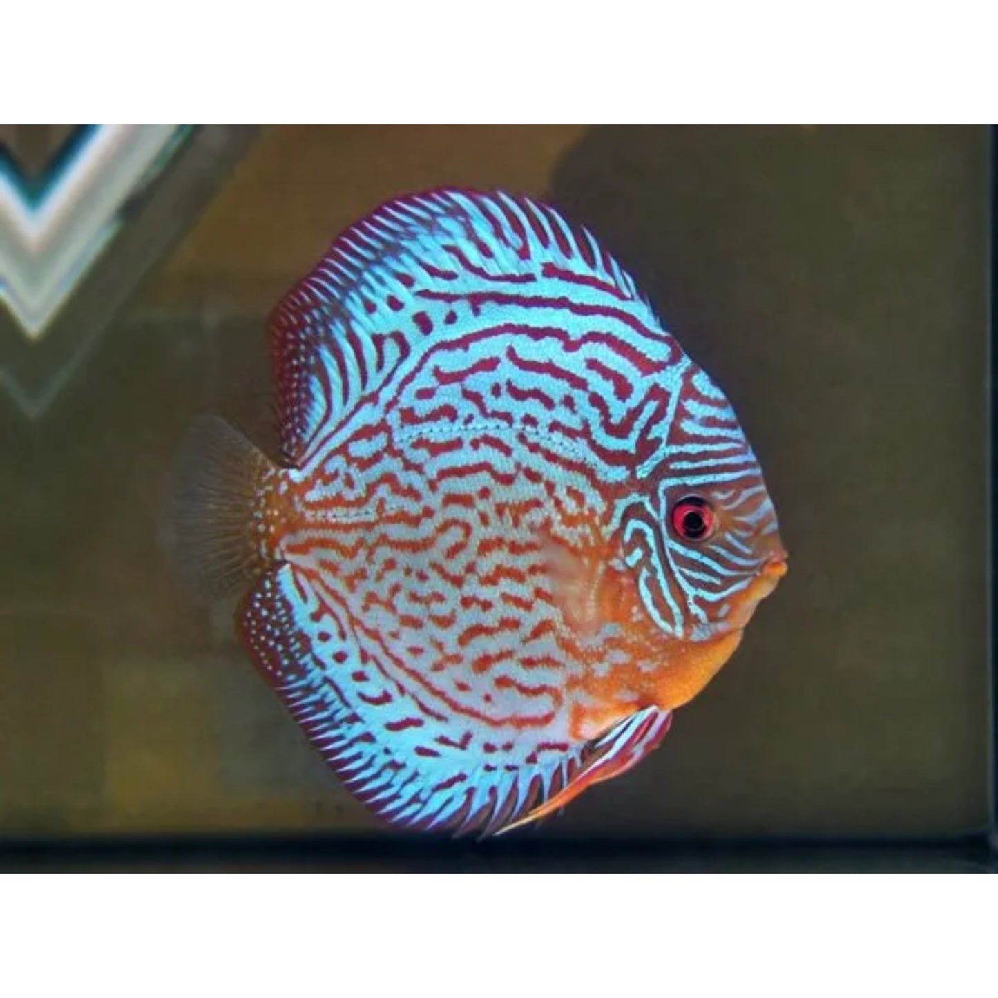 Symphysodon Discus Royal Blue