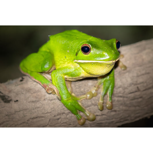 Litoria infrafrenata