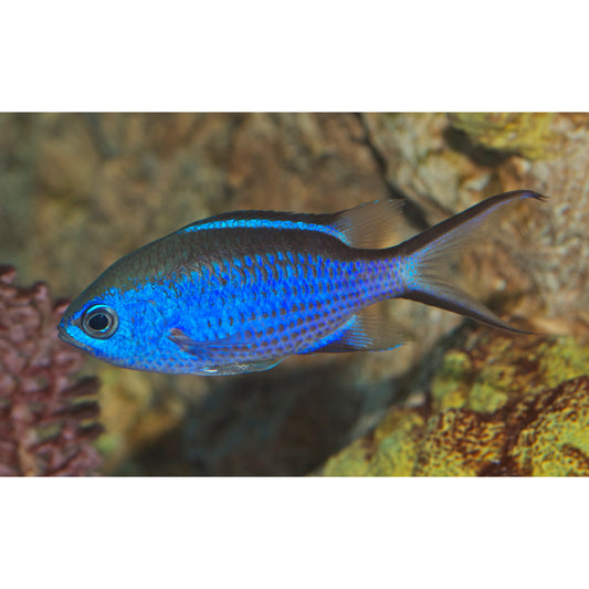 Chromis cyanea