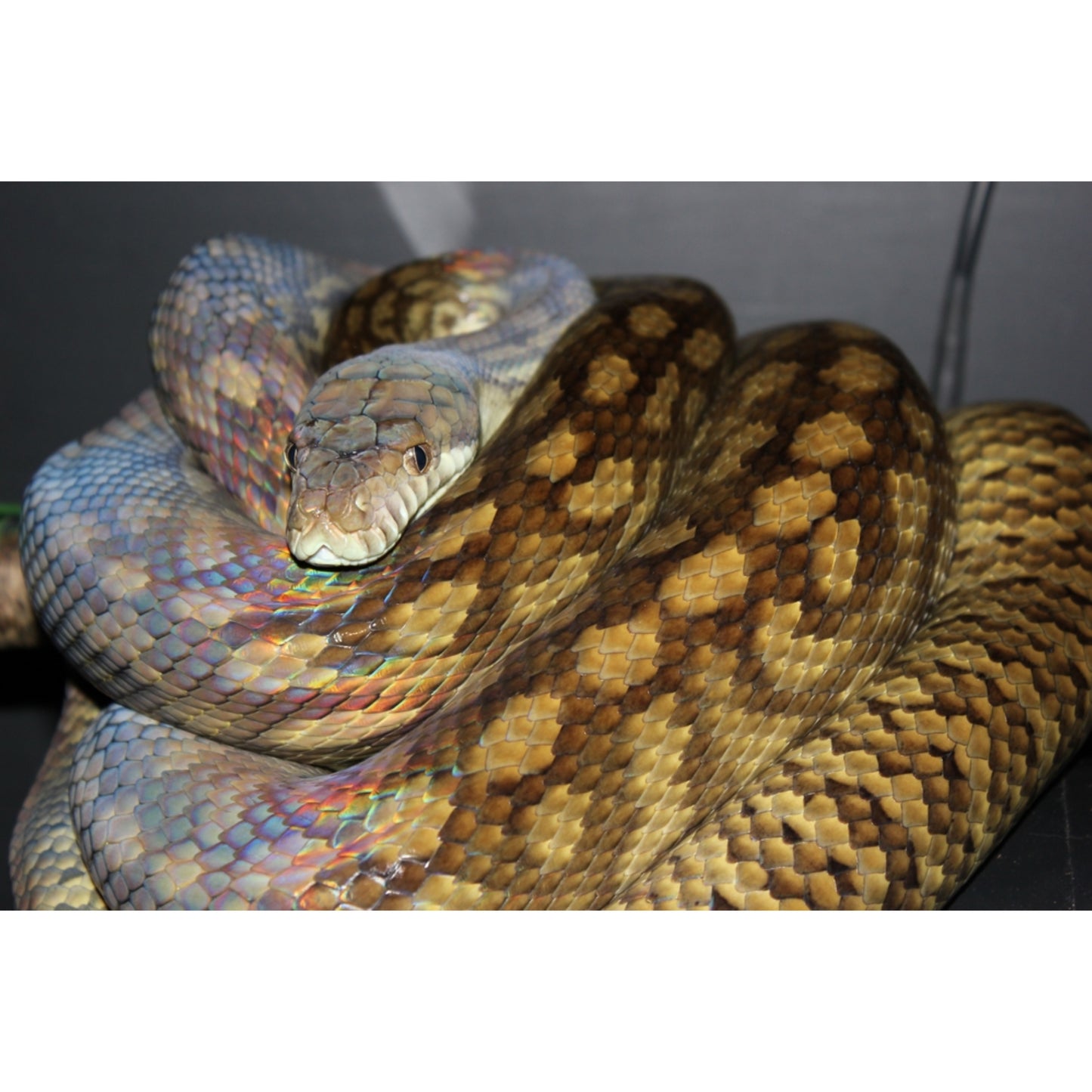 Morelia amethistina merauke
