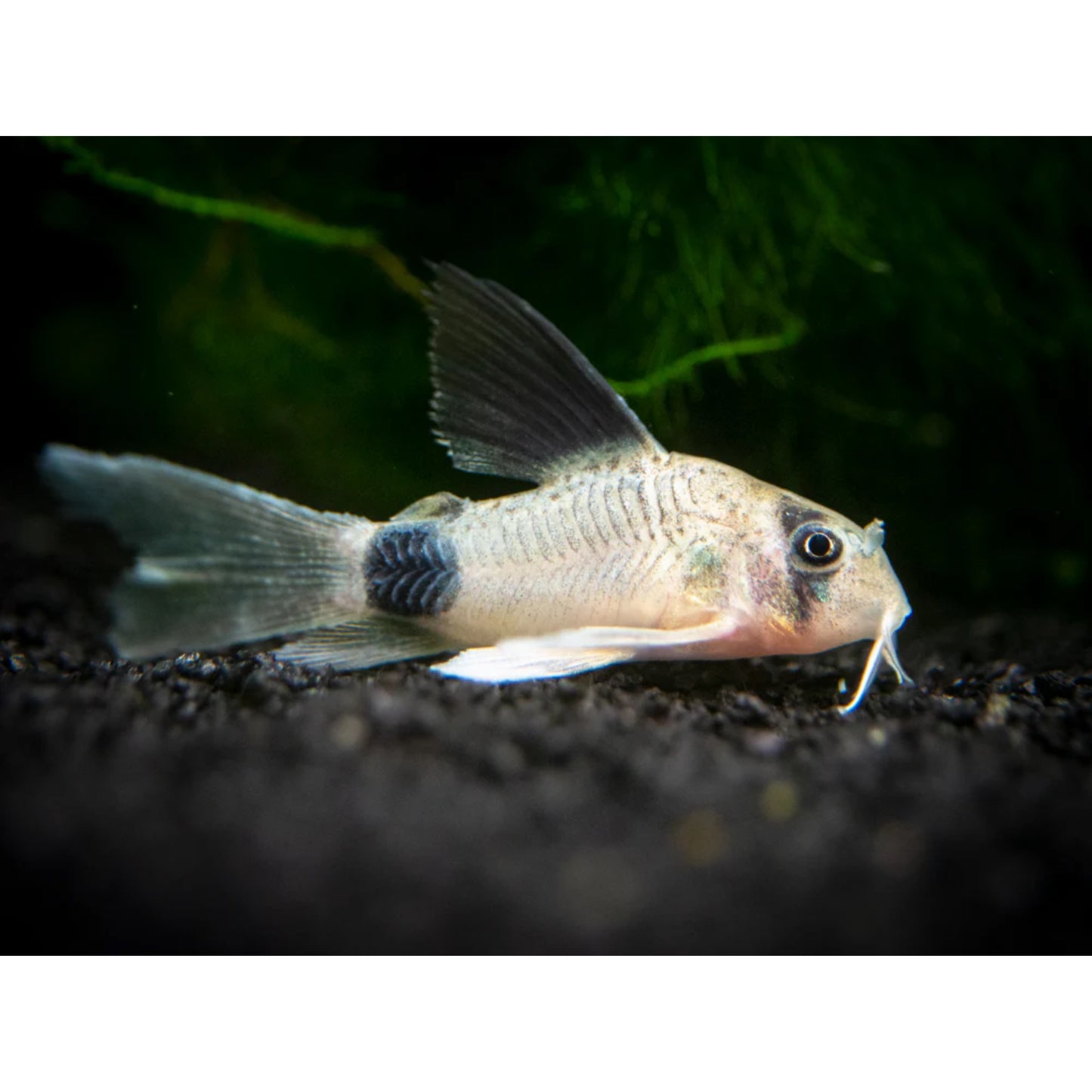 Corydoras panda long fin