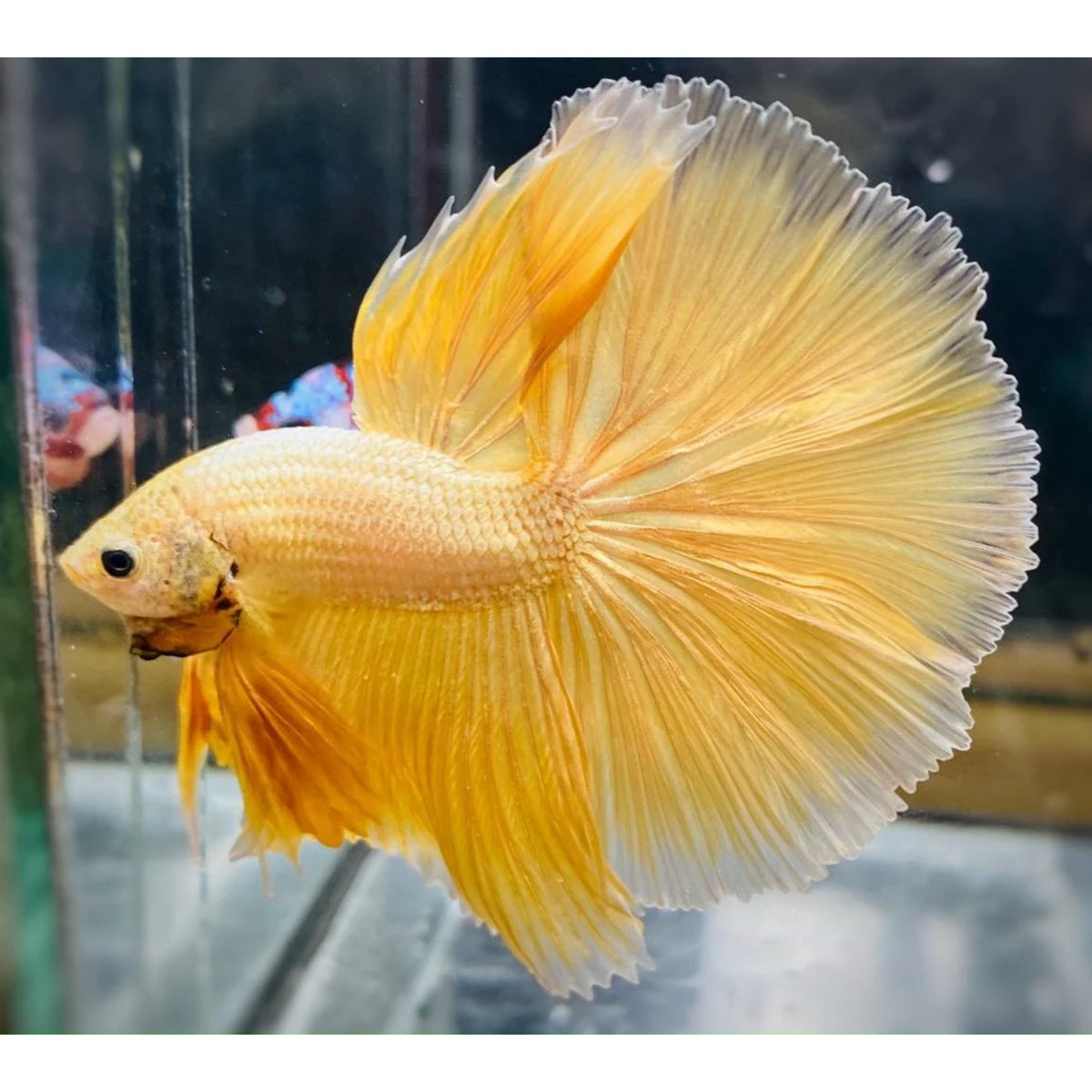White Crowntail Betta
