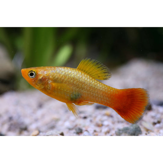 Xiphophorus variatus (platy) “sunset”