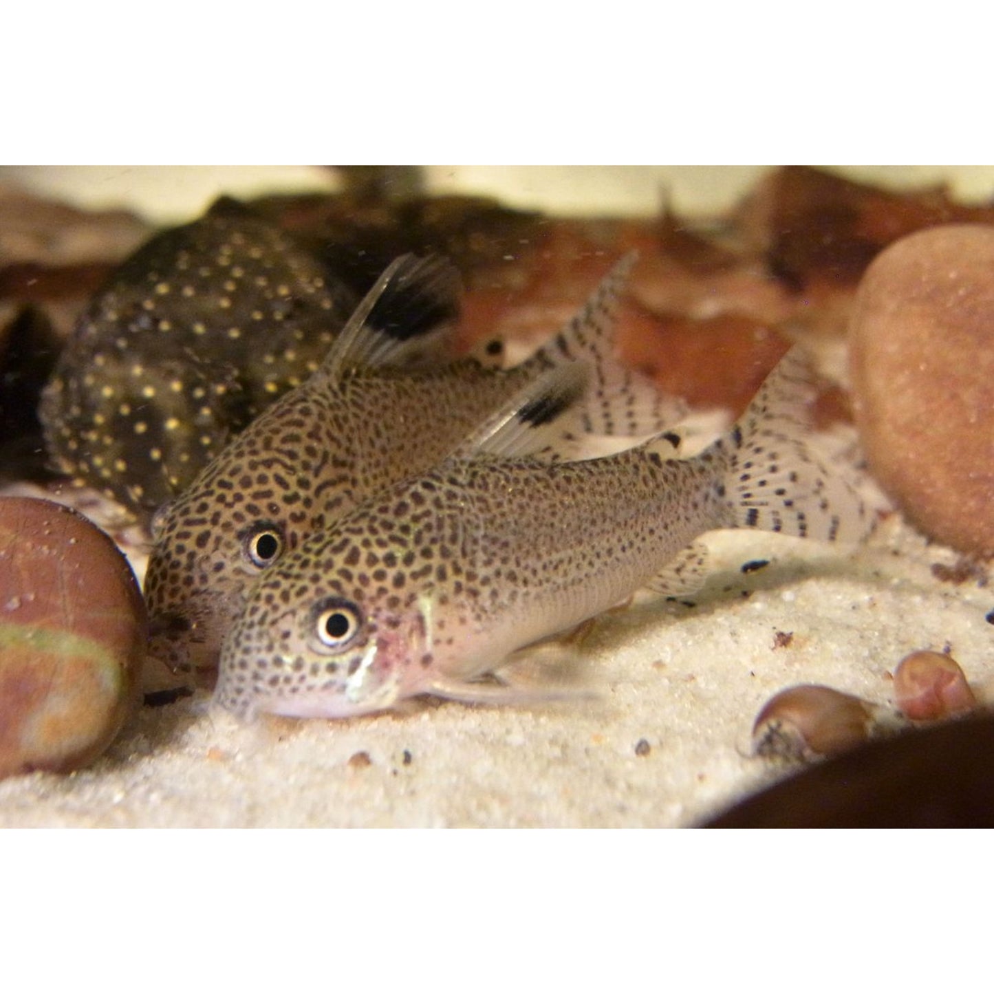 Corydoras punctatus