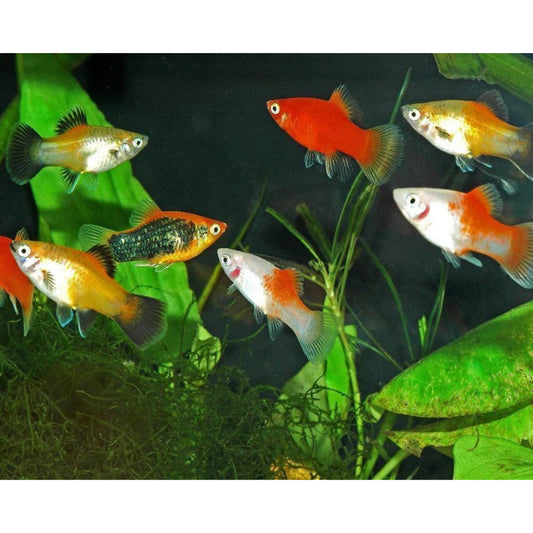 Xiphophorus maculatus (platy) mix