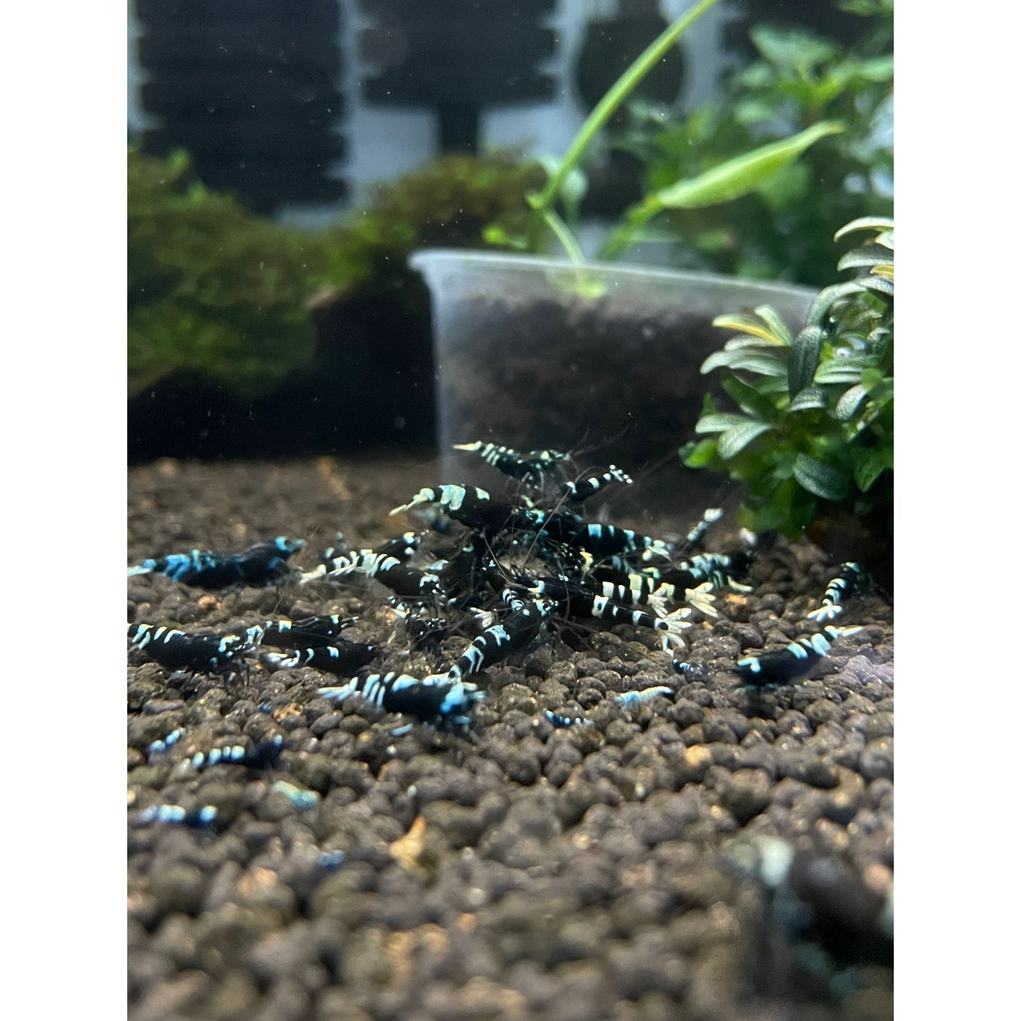 Caridina sp. Nanashi Black