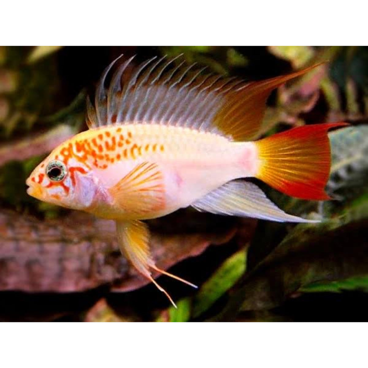 Apistogramma viejeta Gold