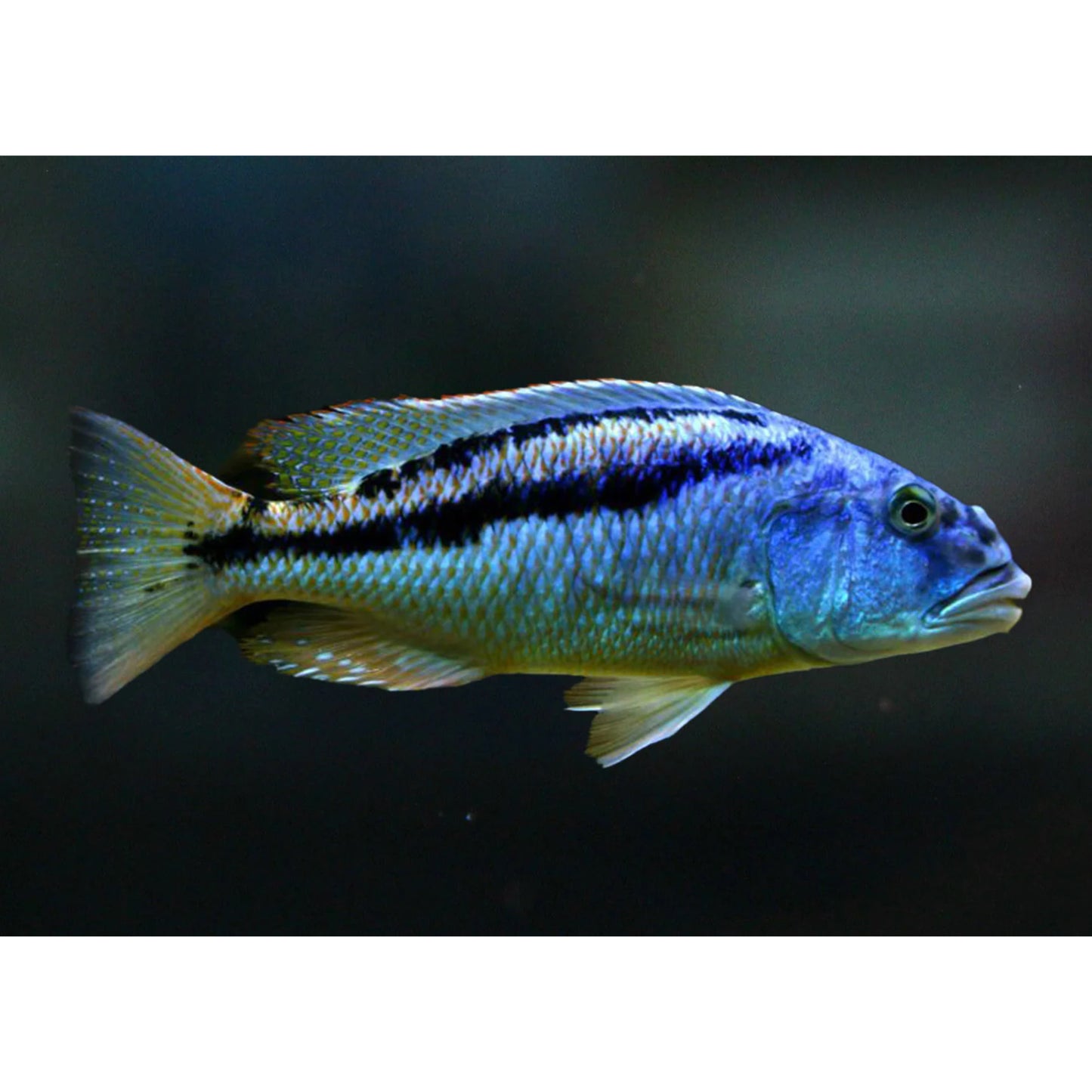 Aristochromis Christyi