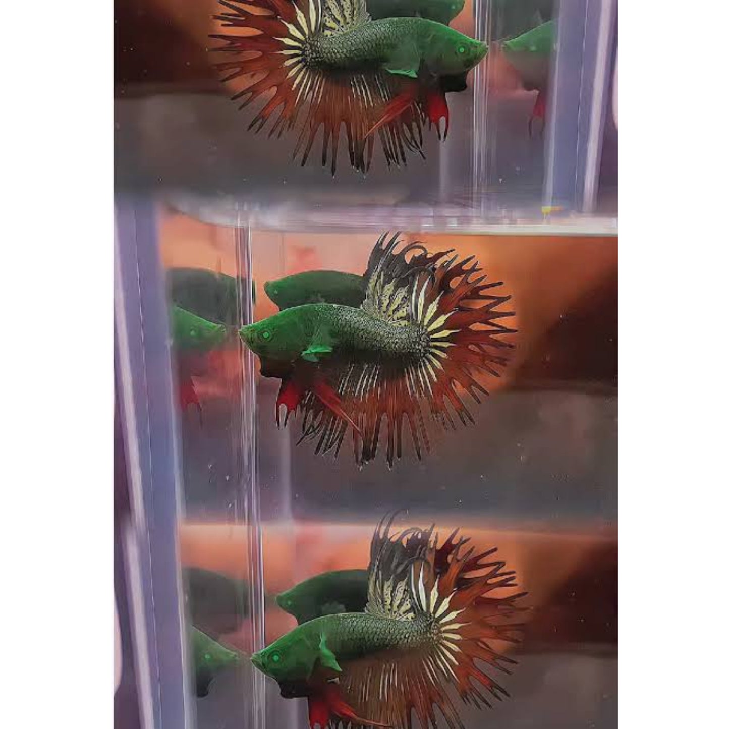 White Crowntail Betta