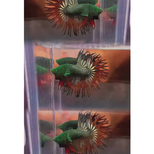 Betta crowntail green hulk “raro”