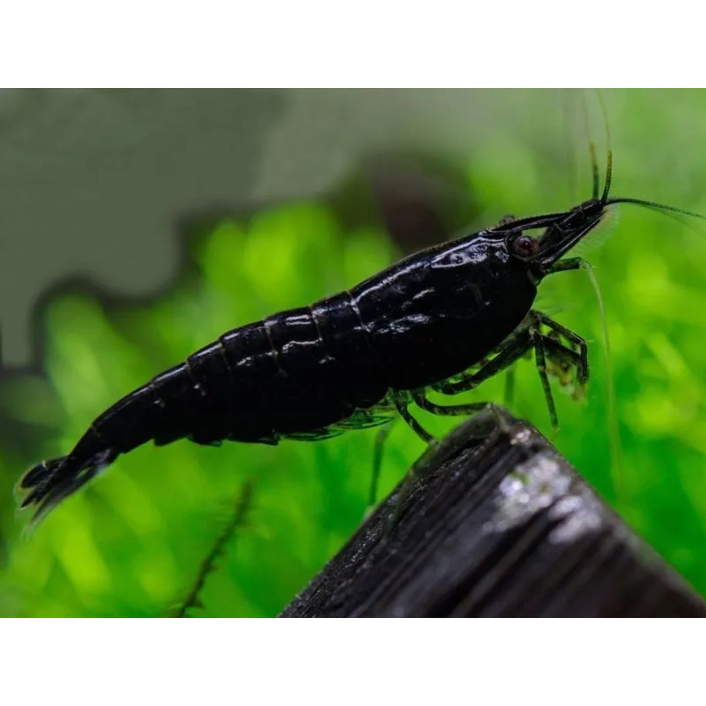 Neocaridina black star