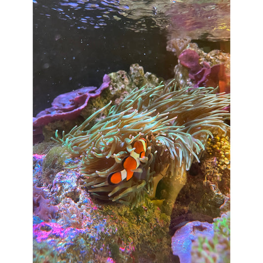 Anemone XL