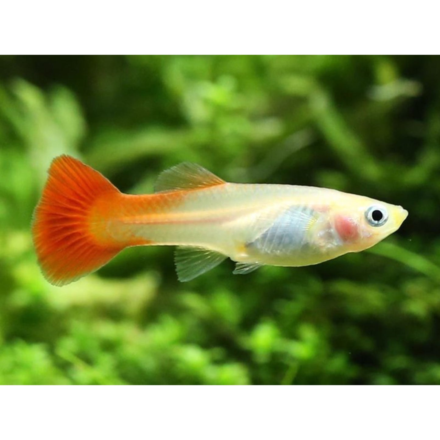 Poecilia reticulata femmina (Guppy)