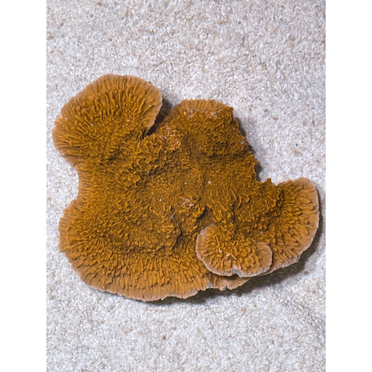 Montipora sp.