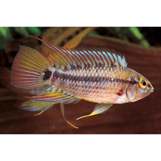 Apistogramma Cruzi