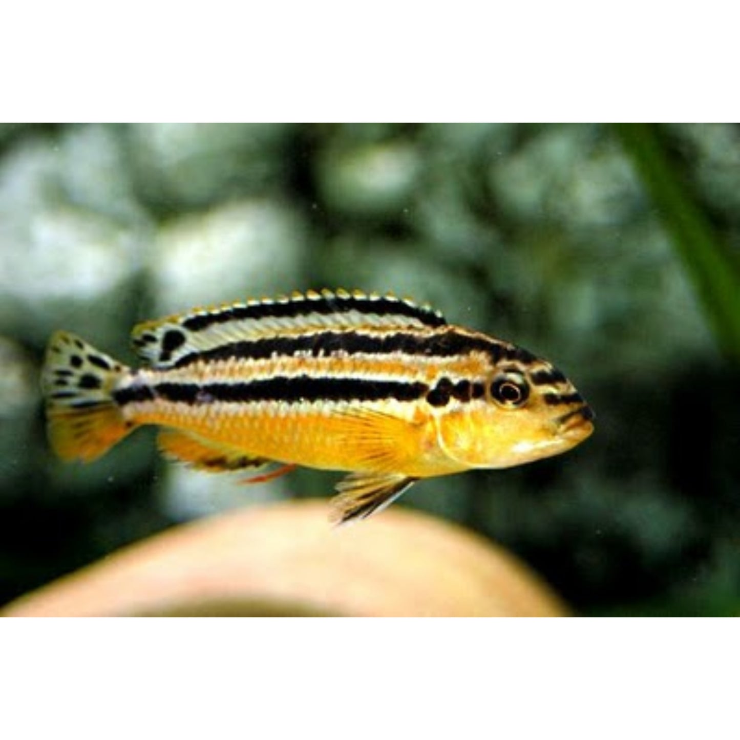 Melanochromis Auratus